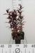 GRDplanten Groendecor Tuinarchitectuur 6x Koekoeksbloem - Lychnis arkw. 'Vesuvius' | 9x9 cm pot
