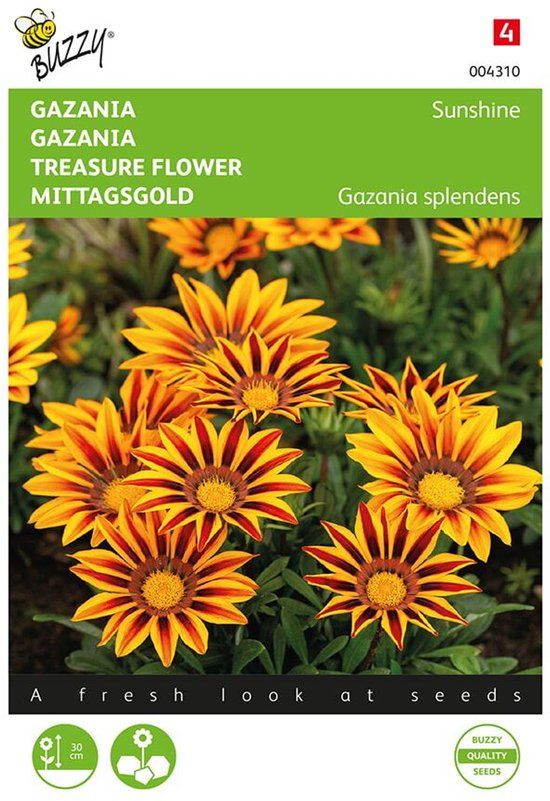 Buzzy Middaggoud Sunshine - Gazania splendens