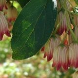 Arborix Enkianthus campanulatus - Pronkklokje 40-50 cm in pot