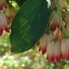 Arborix Enkianthus campanulatus - Pronkklokje 40-50 cm in pot