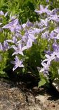 GRDplanten Groendecor Tuinarchitectuur 6x Klokje - Campanula garganica | 9x9 cm pot
