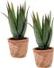Merkloos Set van 2x stuks Aloe Vera kunstplant in terracotta pot 23 cm