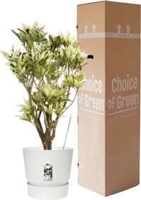 Croton Tamara in Elho® Greenville pot White ↨ 100cm - hoge kwaliteit planten