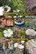 Forgotten Foods: Foraging Plants and Mushrooms in Southern Georgia