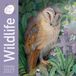 Flame Tree Wildlife Kalender 2027