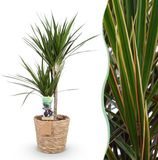 Plantenboetiek.nl Green is... Dracaena Marginata - Drakenbloedboom - Weinig onderhoud - met mand - Groen - Ø21cm - 90-100cm hoog - Kamerplant - Groenblijvend