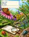 Bugs and Insects for Kids: A Colorful First Science Guide to Butterflies, Bees, Beetles, Ants, Ladybugs, Dragonflies, Tiny Habitats, and Safe Bug Watching