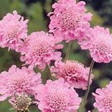 Scabiosa 6 x Scabiosa Columbaria 'Pink Mist' - Duifkruid pot 9x9cm - Souple roze bloemen, aantrekkelijk voor vlinders