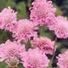 Scabiosa 6 x Scabiosa Columbaria 'Pink Mist' - Duifkruid pot 9x9cm - Souple roze bloemen, aantrekkelijk voor vlinders