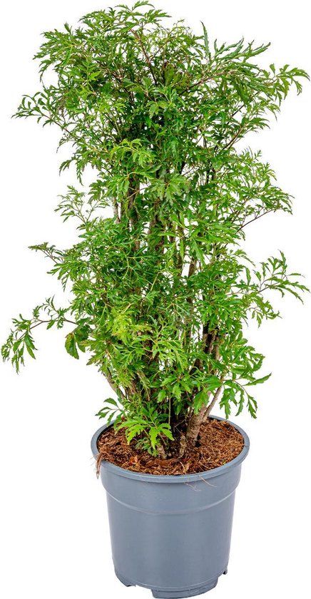 Polyscias 'Fruticosa' - Aralia - Kamerplant - ⌀17 cm - 60 cm