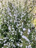 GRDplanten Groendecor Tuinarchitectuur 6x Bergsteentijm - Calamintha nepeta ssp. nepeta | 9x9 cm pot