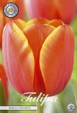 Dutch Flower Lady Ad Rem Darwin Hybride Tulpen bollen 10 stuks Bolmaat 12+