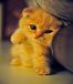 Icecat I CRIED A 1000 OCEANS