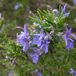 Rosmarinus Officinalis 6 x Romarin pot 9x9cm