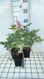 GRDplanten 6x Pluimspirea - Astilbe (j) 'Peach Blossom' | 9x9 cm pot