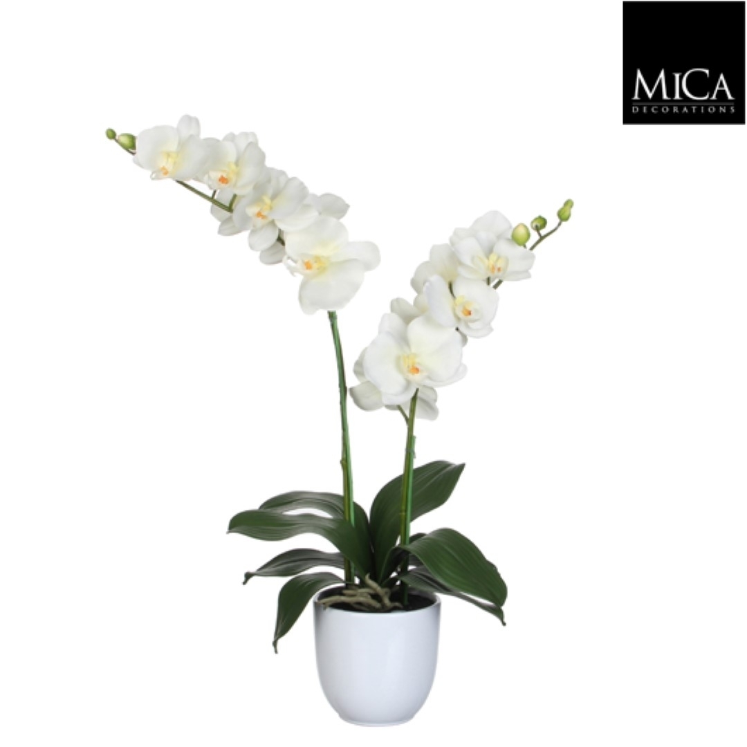 Mica Decorations phalaenopsis creme in pot tusca wit (dia 12) maat in cm: 66 x 38