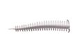 Berkley Gulp!® Zoutwater Sandworm Vishaak