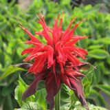 Monarda 6 x 'Cambridge Scarlet' - Bergamotplant Pot 9x9 cm - Fleurs écarlates