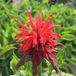 Monarda 6 x 'Cambridge Scarlet' - Bergamotplant Pot 9x9 cm - Fleurs écarlates