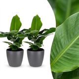 Green boutiQ Musa Oriental Dwarf - Dwergbanaan - 2 Planten - Pot 12cm - Hoogte 30cm