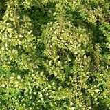 Bol 6 x Thymus Citriodorus 'Bertram Anderson' - Citroentijm pot 9x9cm
