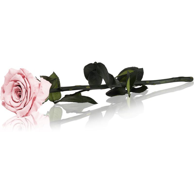 RoseAmor Pink Preserved Flowers 1 pc