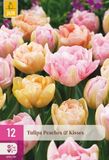 Jub Tulipa Peaches & Kisses bloembol JUB 12 stuks