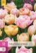 Jub Tulipa Peaches & Kisses bloembol JUB 12 stuks