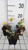 GRDplanten Groendecor Tuinarchitectuur 6x Kruisdistel - Eryngium maritimum | 9x9 cm pot