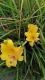 GRDplanten Groendecor Tuinarchitectuur 6x Daglelie - Hemerocallis hybr. 'Double River Wye' | 9x9 cm pot