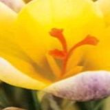 JUB Crocus Advance Krokussen 1 stuk(s)