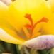 JUB Crocus Advance Krokussen 1 stuk(s)
