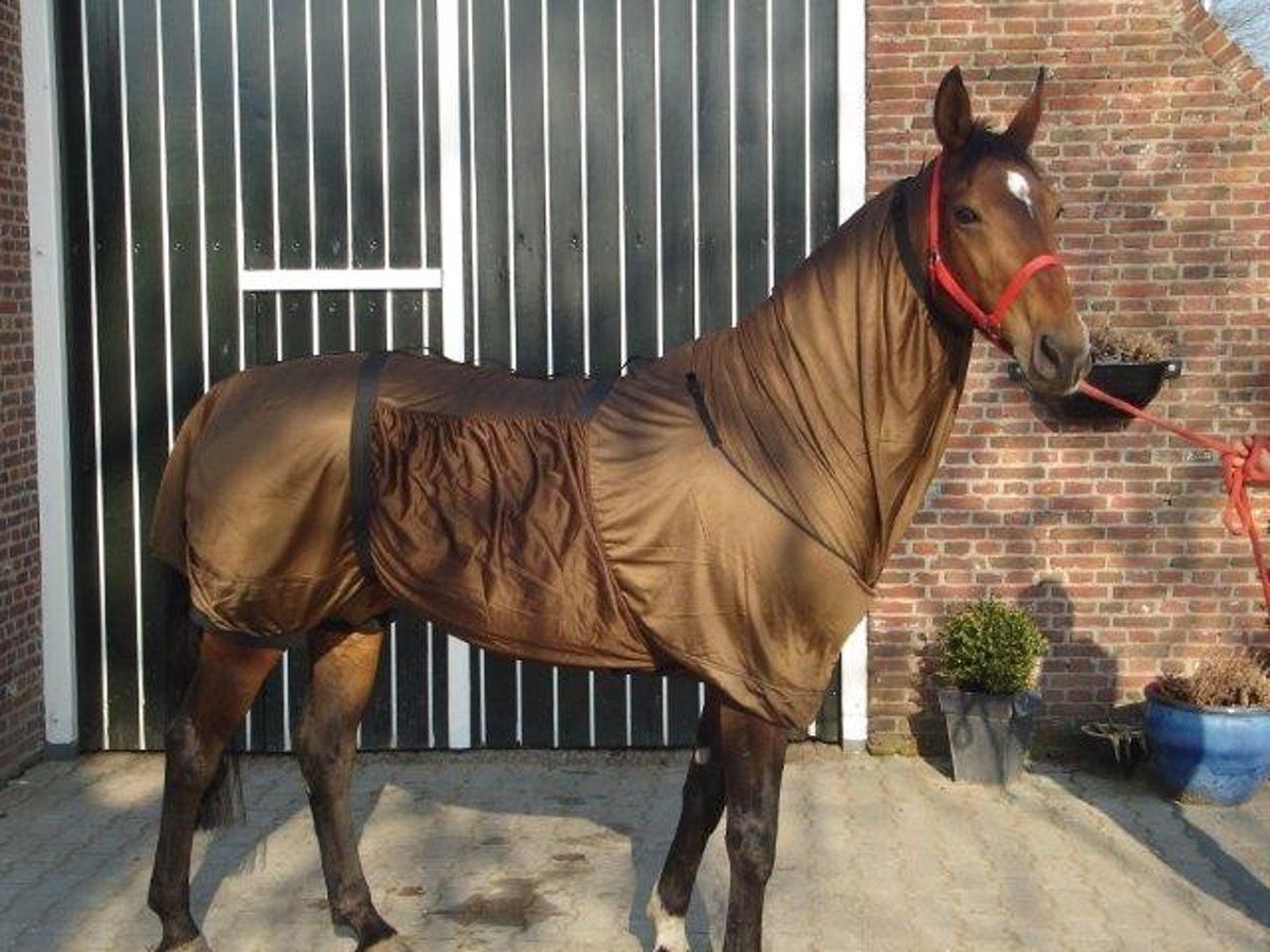 QHP Eczeemdeken Bruin 205 - Dierendeken