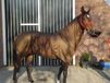 QHP Eczeemdeken Bruin 205 - Dierendeken