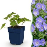Green boutiQ Geranium 'Rozanne' Vasteplant - Bodembedekkend - Blauw - 6 Planten