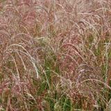 Arborix 6 x Miscanthus Sinensis 'Kleine Fontaene' - vert émeraude pot 9 x 9 cm