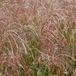 Arborix 6 x Miscanthus Sinensis 'Kleine Fontaene' - Scherpgroen pot 9 x 9 cm