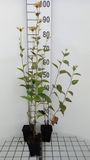 GRDplanten Groendecor Tuinarchitectuur 6x Zonnehoed - Rudbeckia subt. 'Henry Eilers | 9x9 cm pot