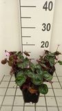 GRDplanten Alpenviooltje 6x Cyclamen coum | 9x9 cm pot