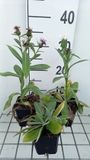 GRDplanten Korenbloem 6x Centaurea mont. 'Amethyst Snow'® | 9x9 cm pot