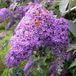 Arborix Buddleja 'Lochinch' - Vlinderstruik 40 - 60 cm in pot