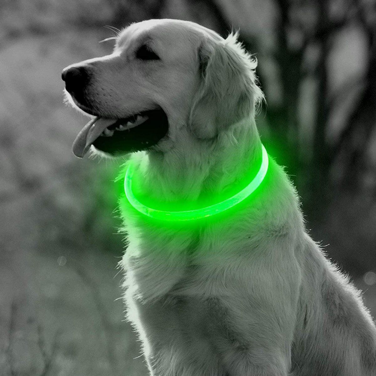 Professor Q Groene LED Halsband voor honden XL - Groen verlichte halsband - Oplaadbaar via USB