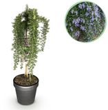 Green boutiQ - Plant op Stam - Rosmarinus officinalis Prostratus - Terras Plant - Bladhoudend - Winterhard - Paarse Bloem - Pot 19cm - Hoogte 70-90cm