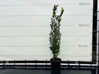 Laurier - struik - hoogte 100 cm