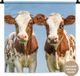 1001Tapestries Wandkleed - Koeien - Lucht - Dieren - Boerderij - Portret - 60x60 cm - Katoen