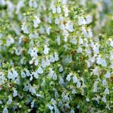Arborix Teucrium 6x Teucrium chamaedrys 'Alba' Pot 9x9cm - Witbloeiende plant voor in de tuin