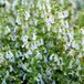 Arborix Teucrium 6x Teucrium chamaedrys 'Alba' Pot 9x9cm - Witbloeiende plant voor in de tuin