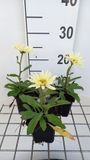 Margriet 6x Leucanthemum 'Banana Cream'