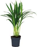 Bloomique Dypsis Lutescens Goudpalm Areca Palm Kamerplant Luchtzuiverend Diervriendelijk Hoogte 30-40 cm Pot 12 cm