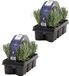 Bloomique 2x 6-pack Lavandula Angustifolia - Lavendel - 12 stuks - Winterhard